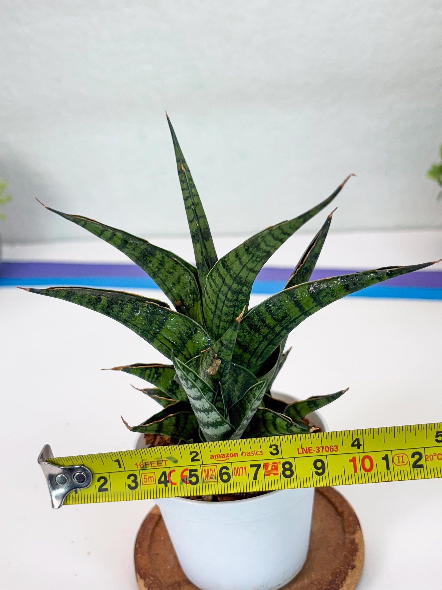 Sansevieria AFF Sindoro (H23) | Imported Hybrids