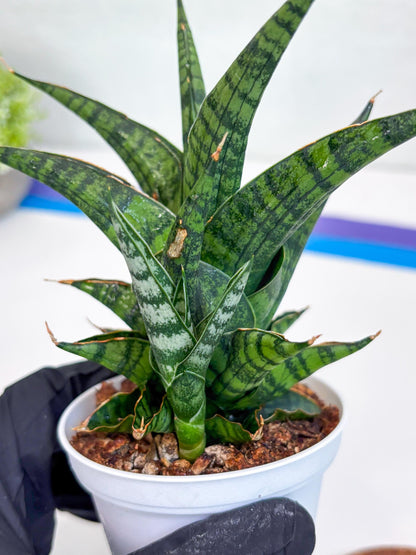 Sansevieria AFF Sindoro (H23) | Imported Hybrids