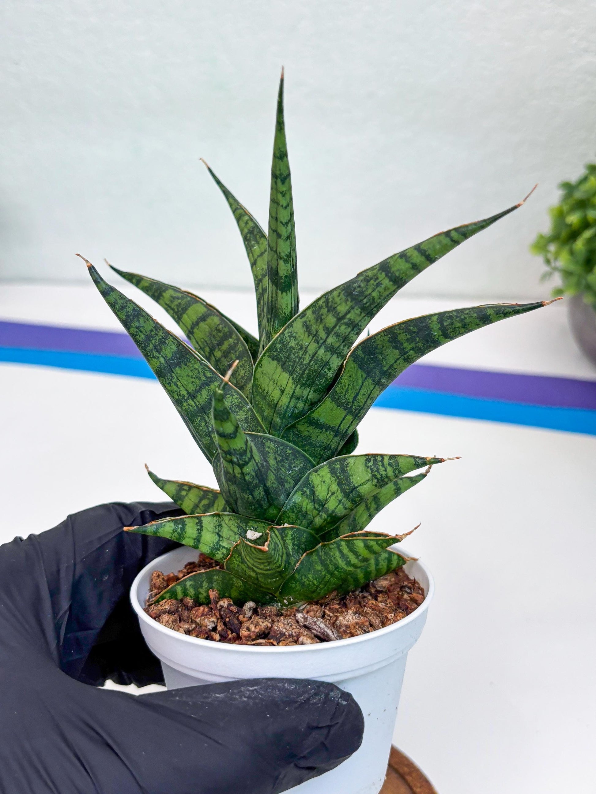 Sansevieria AFF Sindoro (H23) | Imported Hybrids