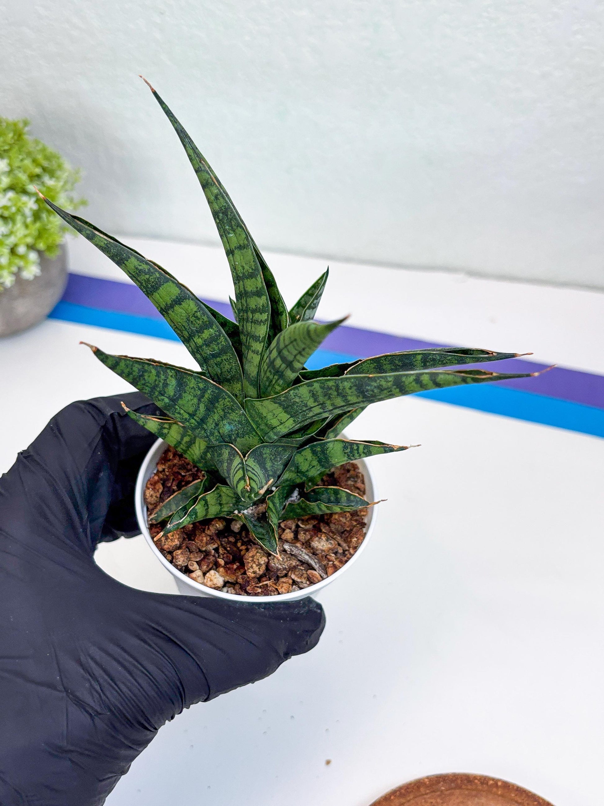 Sansevieria AFF Sindoro (H23) | Imported Hybrids