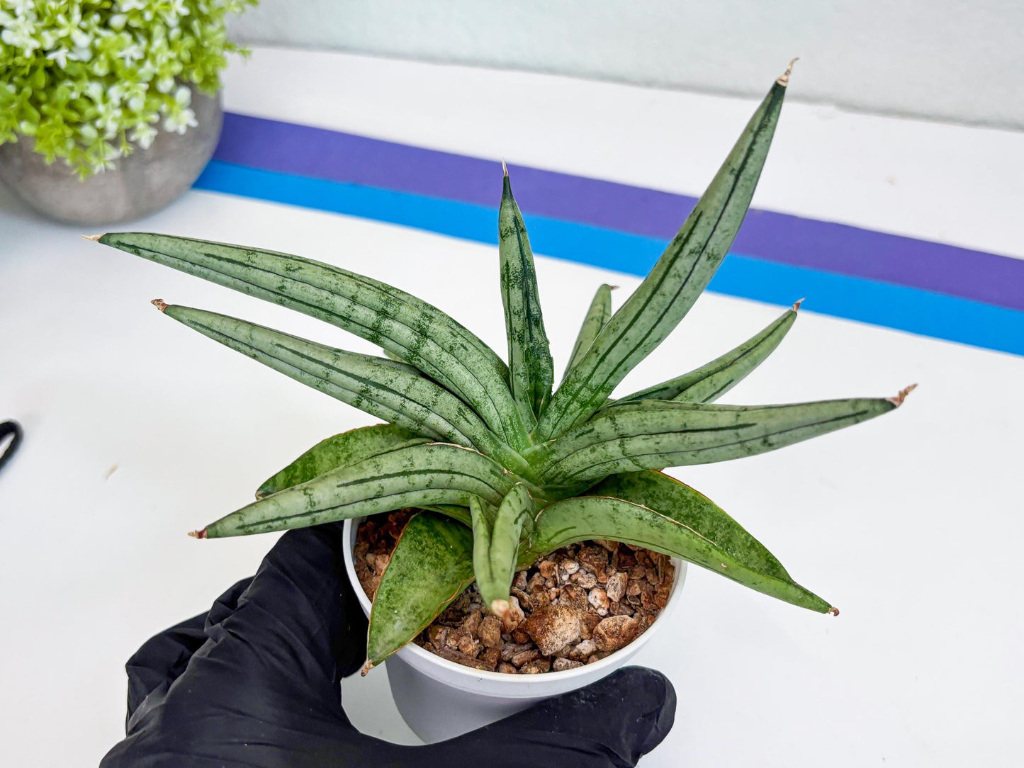 Sansevieria Alfino (H24) | Imported Hybrid Snake Plants