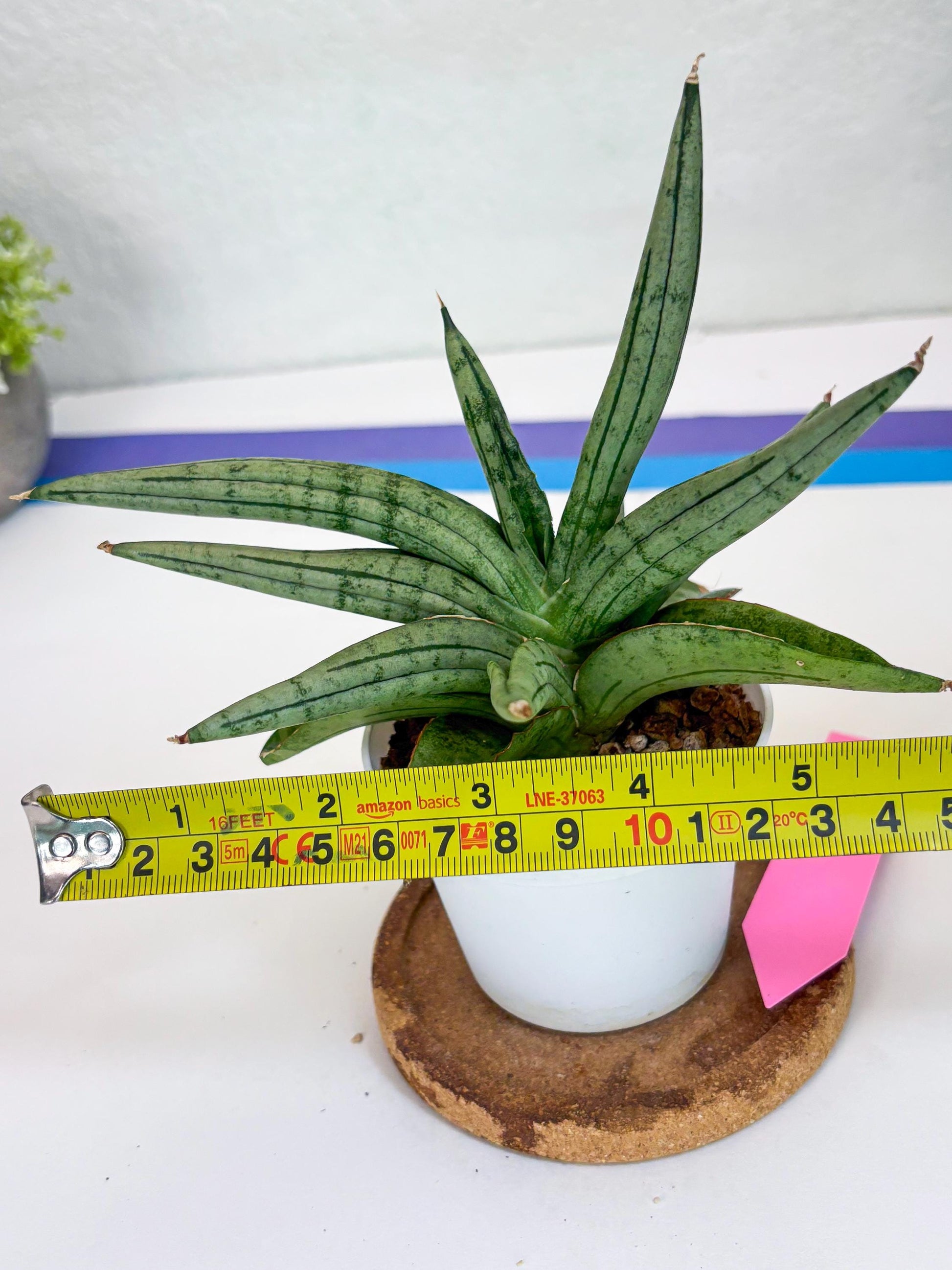 Sansevieria Alfino (H24) | Imported Hybrid Snake Plants