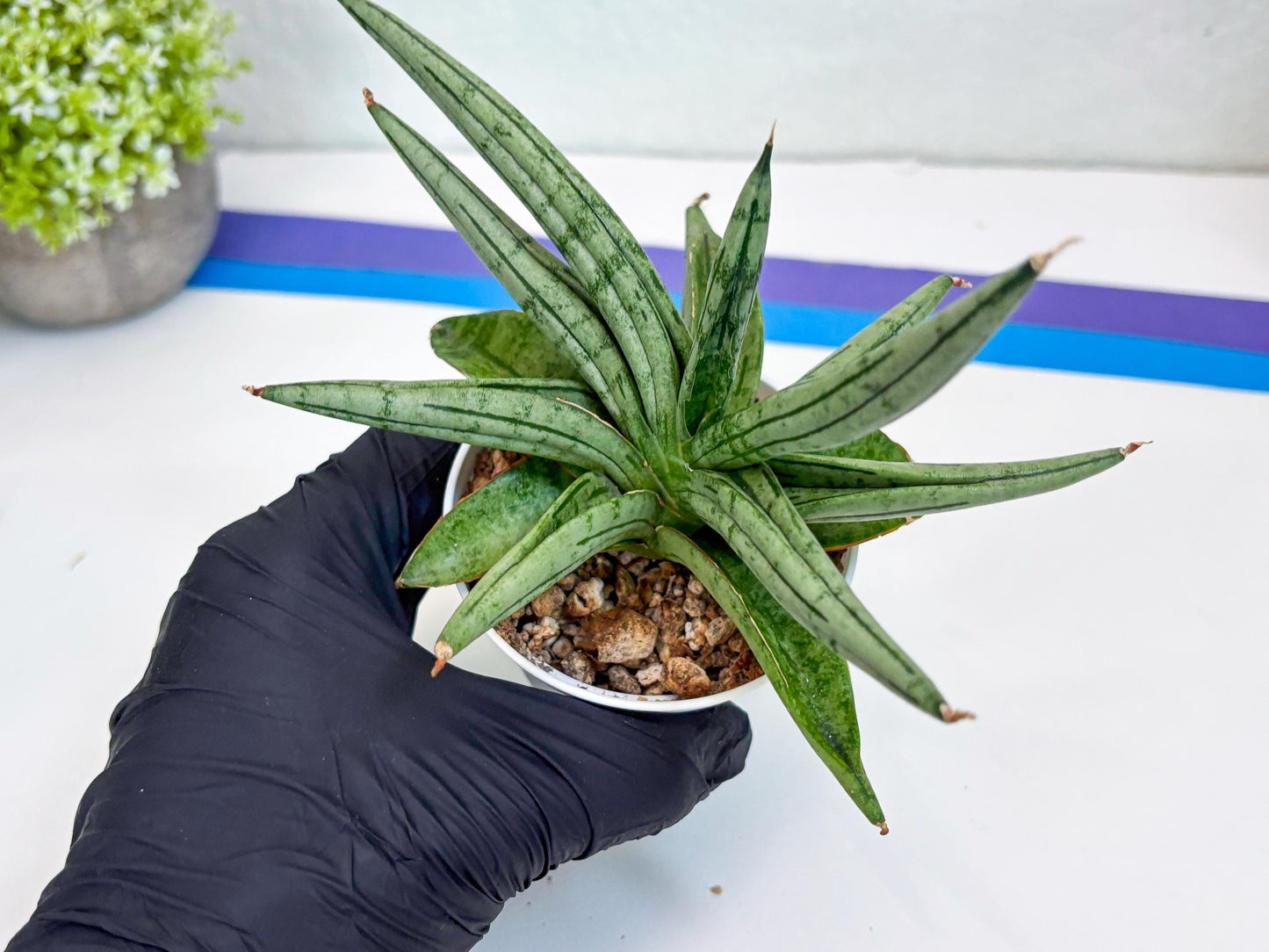 Sansevieria Alfino (H24) | Imported Hybrid Snake Plants