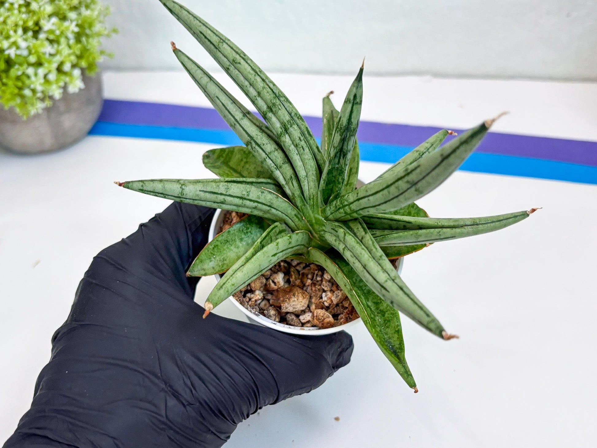 Sansevieria Alfino (H24) | Imported Hybrid Snake Plants