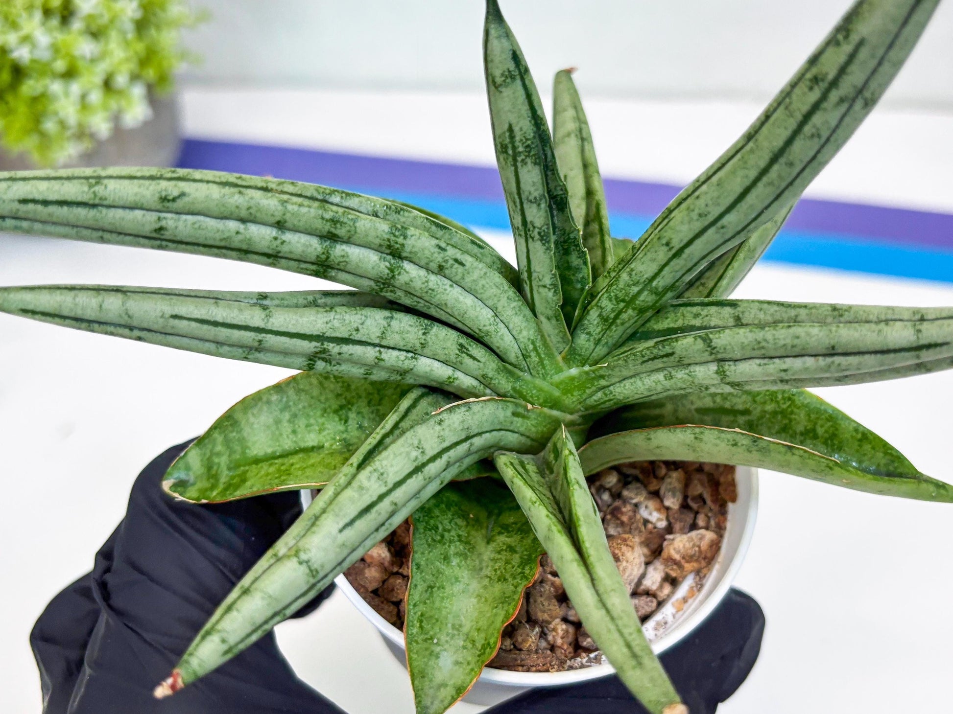 Sansevieria Alfino (H24) | Imported Hybrid Snake Plants