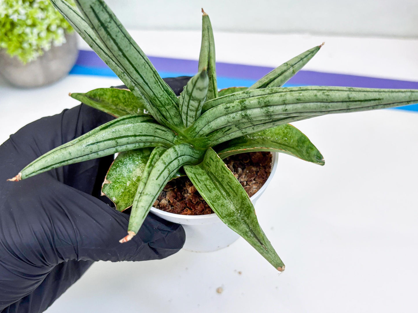 Sansevieria Alfino (H24) | Imported Hybrid Snake Plants