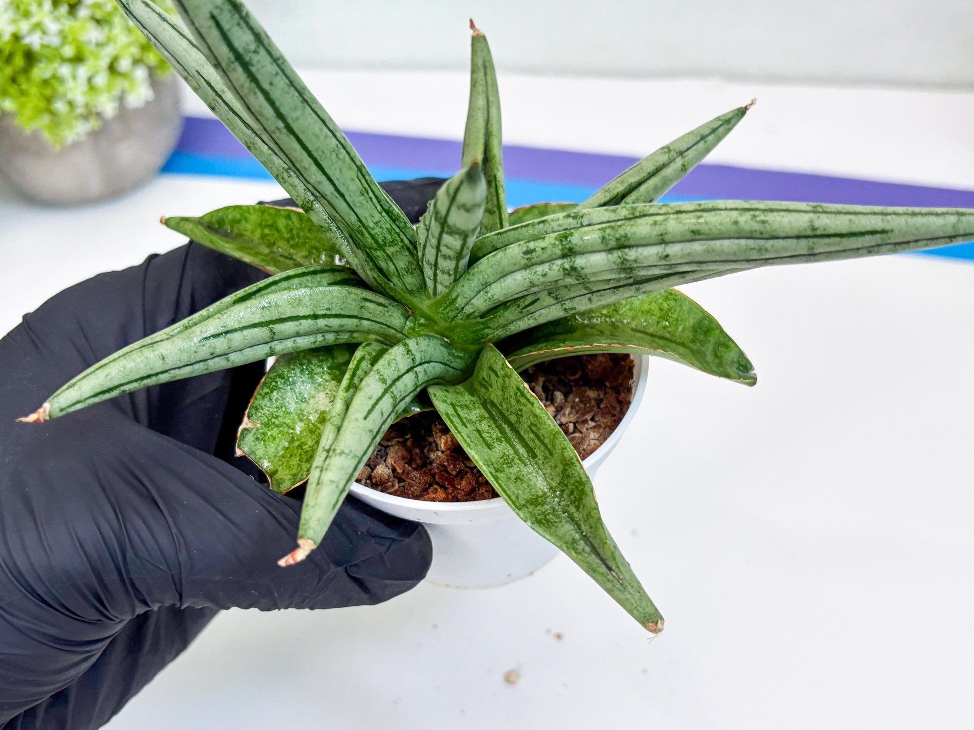 Sansevieria Alfino (H24) | Imported Hybrid Snake Plants