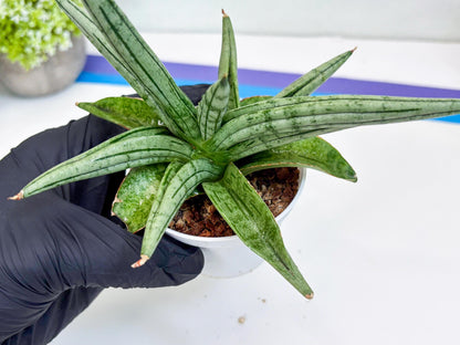 Sansevieria Alfino (H24) | Imported Hybrid Snake Plants