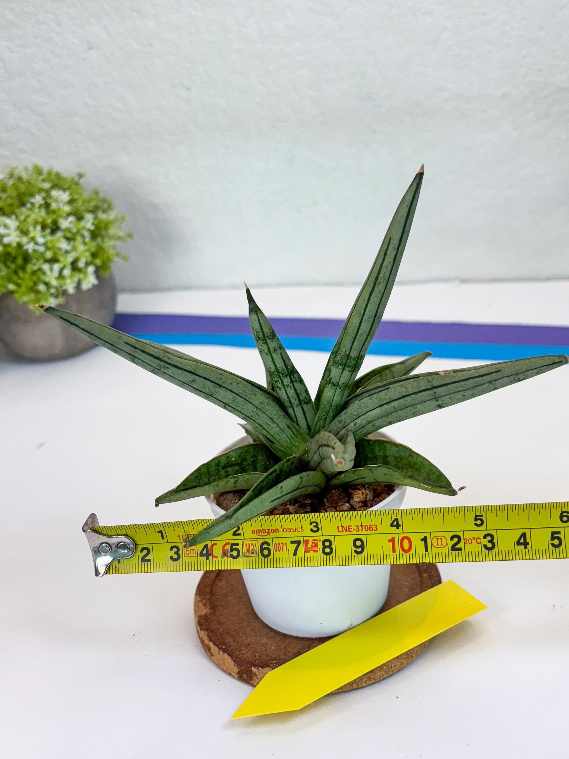 Sansevieria Alfino (Ha24) (y) | Imported Hybrid Snake Plants