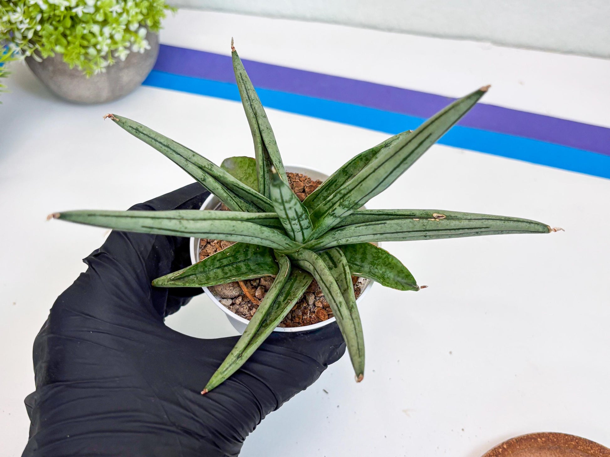 Sansevieria Alfino (Ha24) (y) | Imported Hybrid Snake Plants