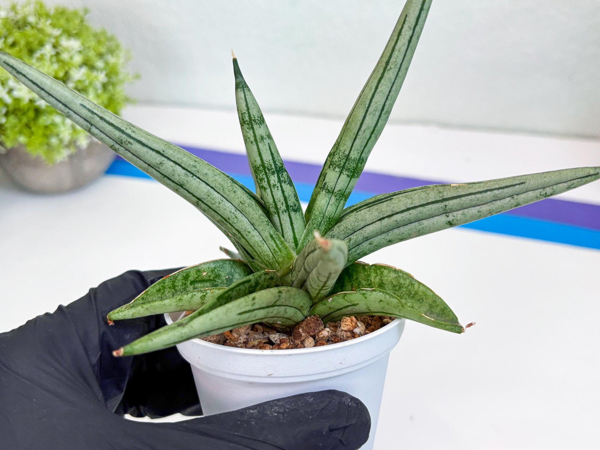 Sansevieria Alfino (Ha24) (y) | Imported Hybrid Snake Plants