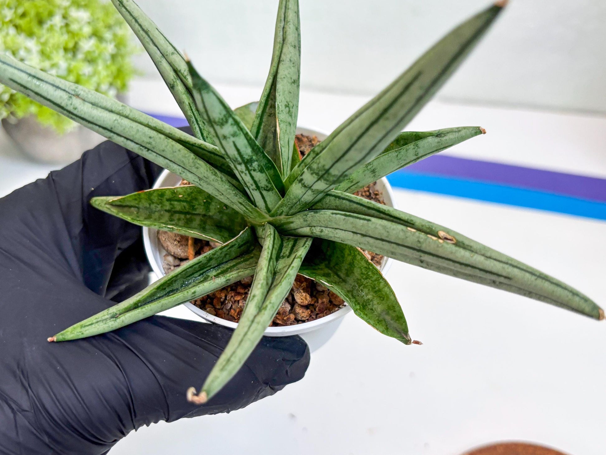 Sansevieria Alfino (Ha24) (y) | Imported Hybrid Snake Plants