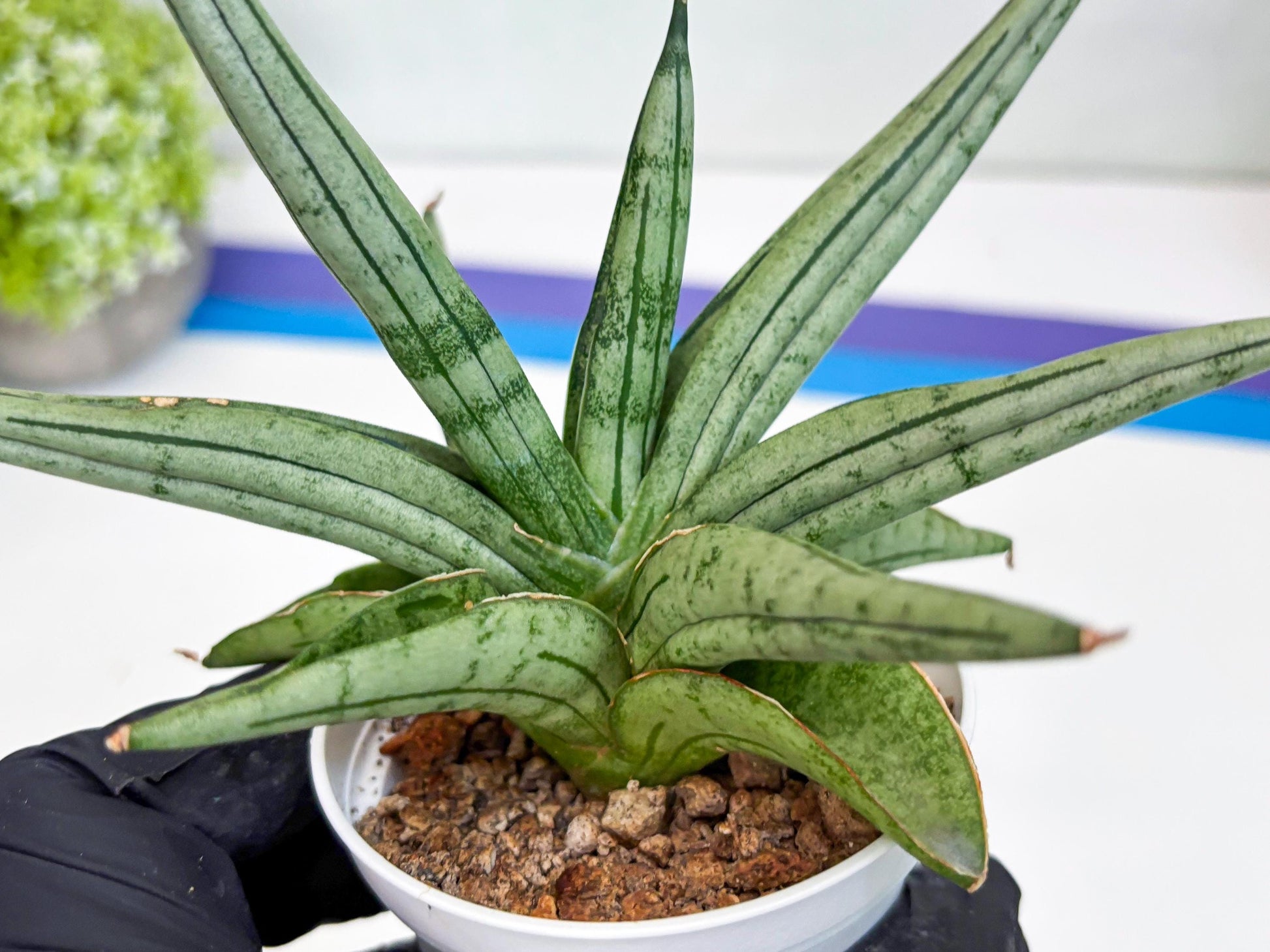 Sansevieria Alfino (Ha24) (y) | Imported Hybrid Snake Plants