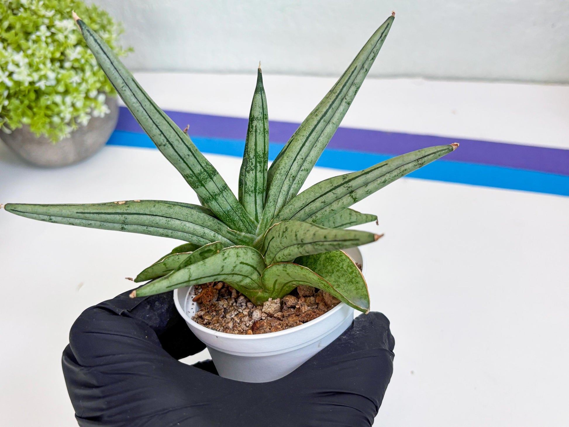 Sansevieria Alfino (Ha24) (y) | Imported Hybrid Snake Plants