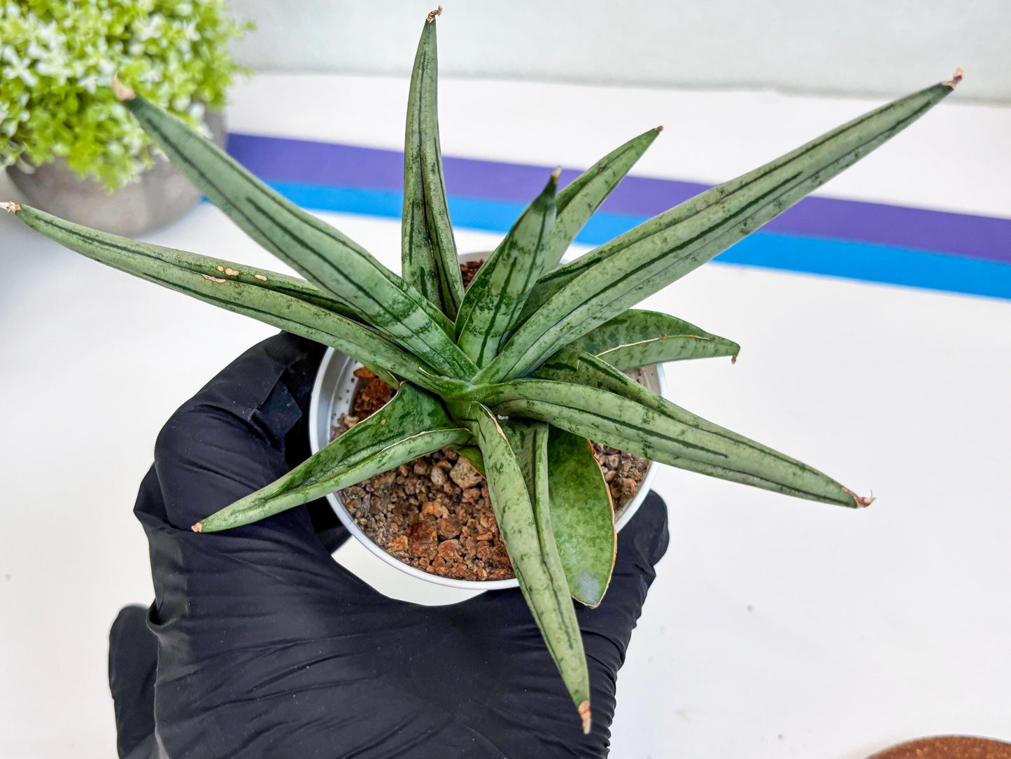 Sansevieria Alfino (Ha24) (y) | Imported Hybrid Snake Plants