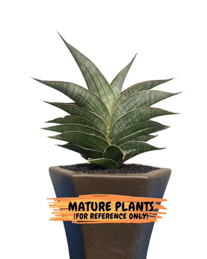 Sansevieria Hybrid Ao77 (H21) | Very Hard to Import