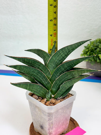 Sansevieria Hybrid Ao77 (H21) | Very Hard to Import