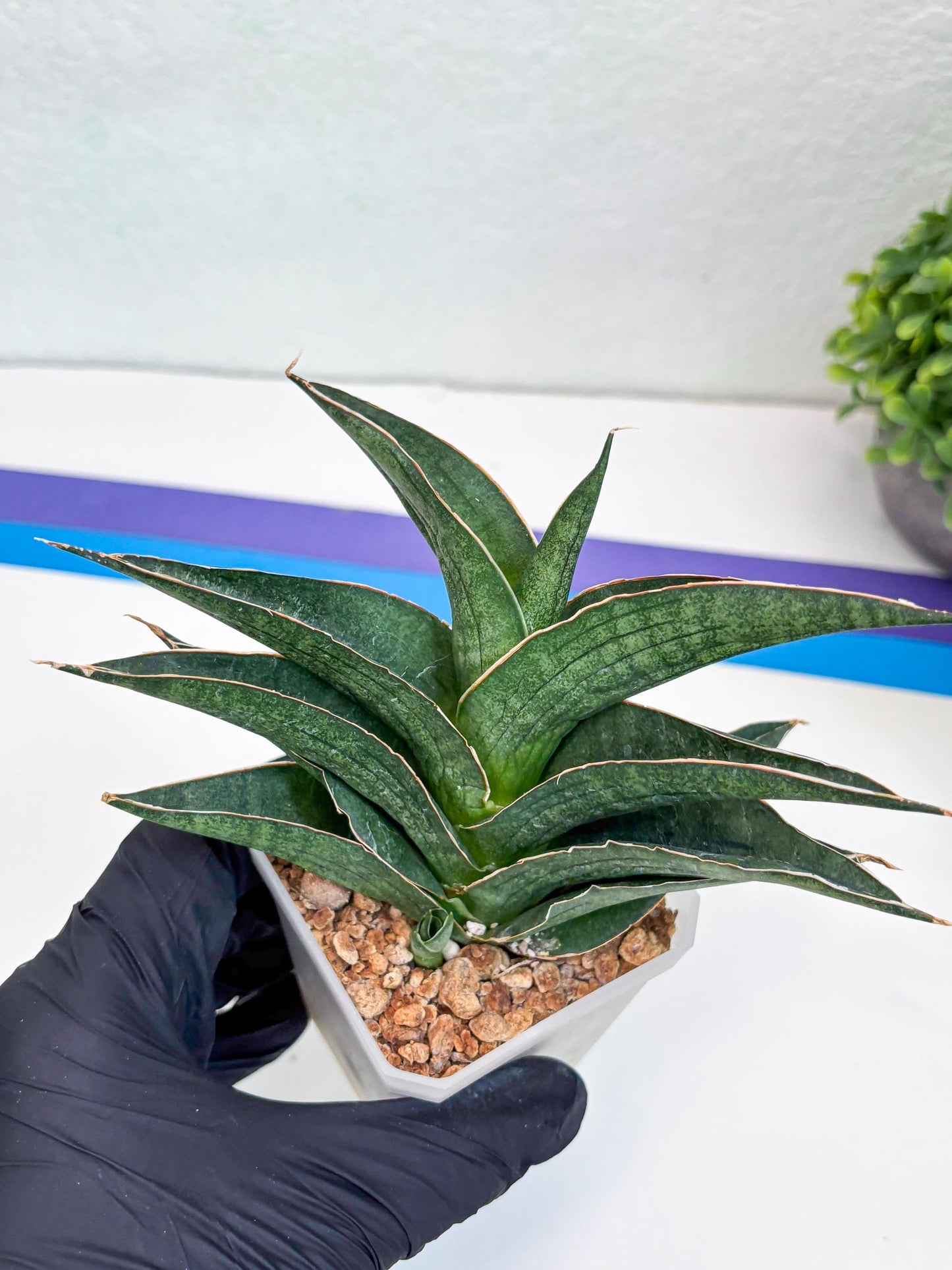 Sansevieria Hybrid Ao77 (H21) | Very Hard to Import