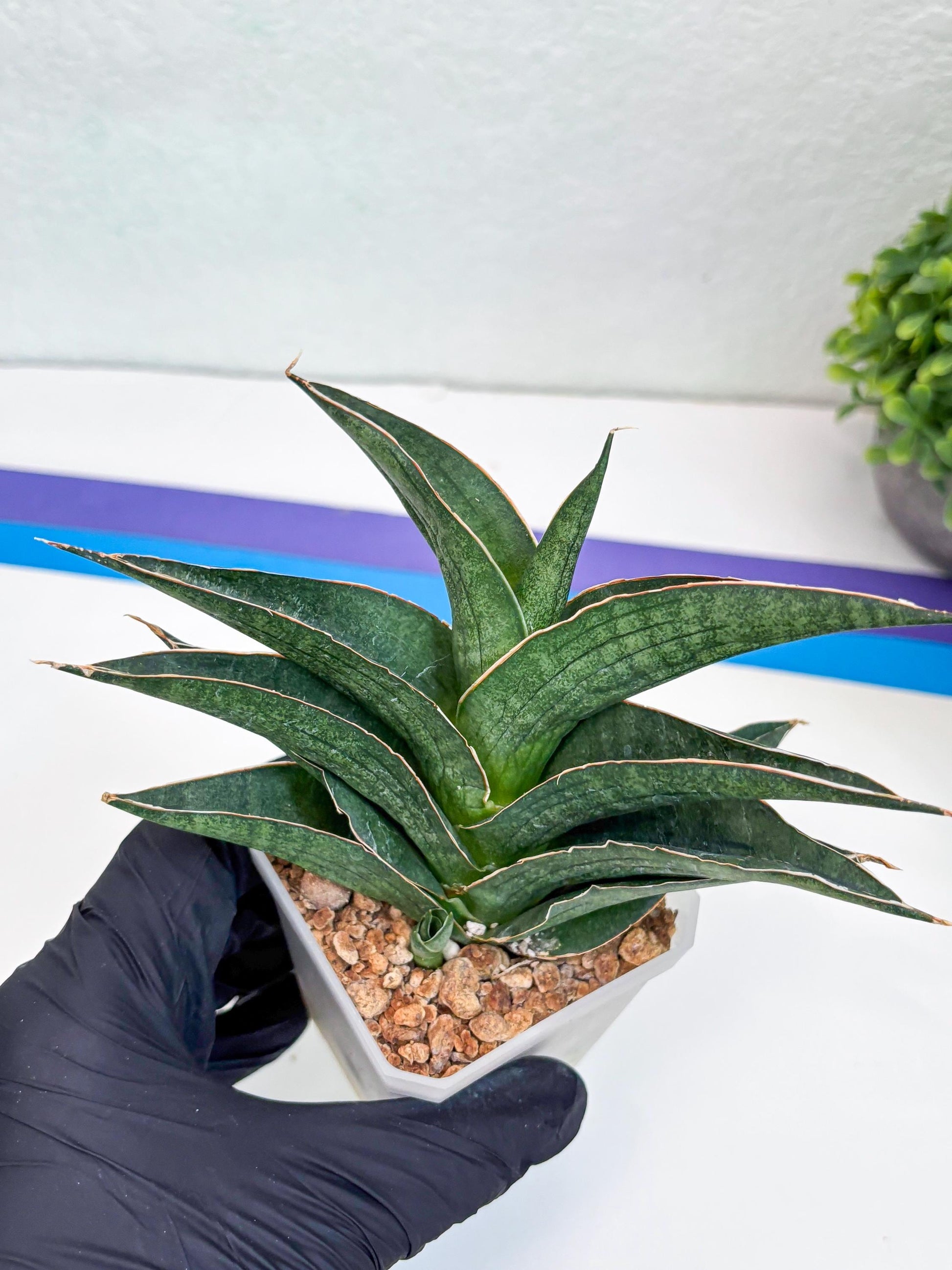 Sansevieria Hybrid Ao77 (H21) | Very Hard to Import