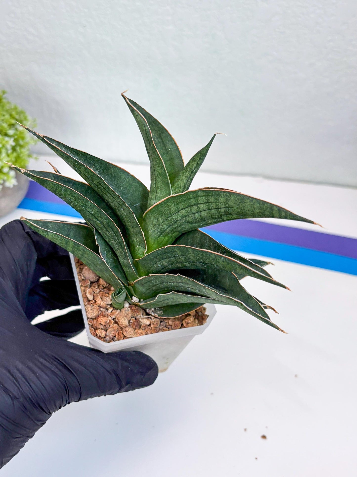 Sansevieria Hybrid Ao77 (H21) | Very Hard to Import