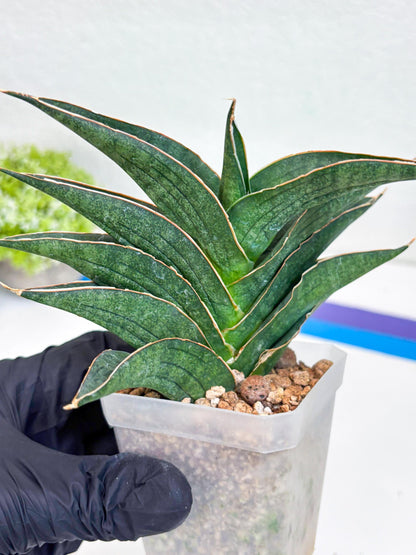 Sansevieria Hybrid Ao77 (H21) | Very Hard to Import
