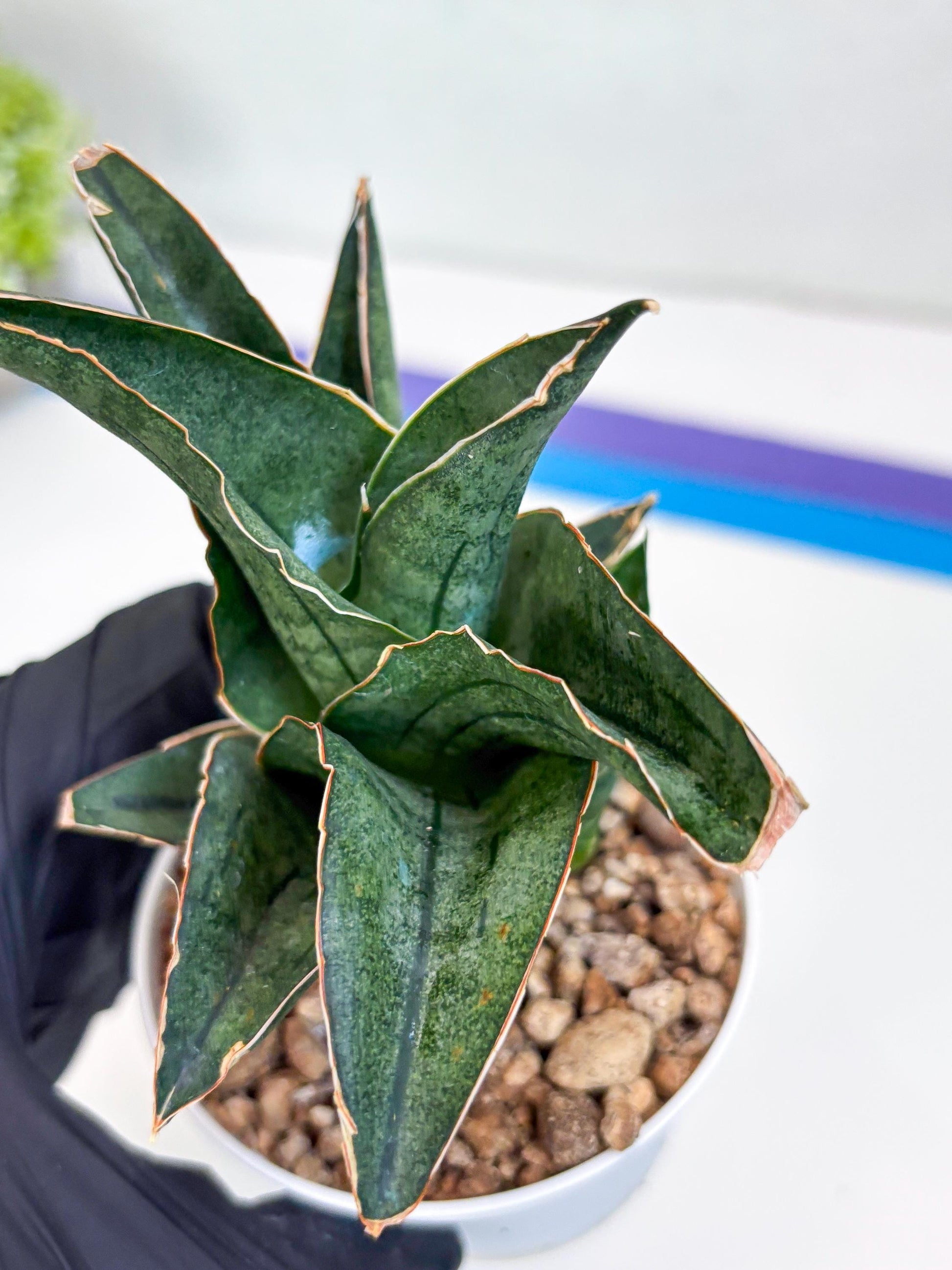 Sansevieria Ao77 (Ha25) (b) | Very Hard to Import