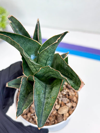 Sansevieria Ao77 (Ha25) (b) | Very Hard to Import