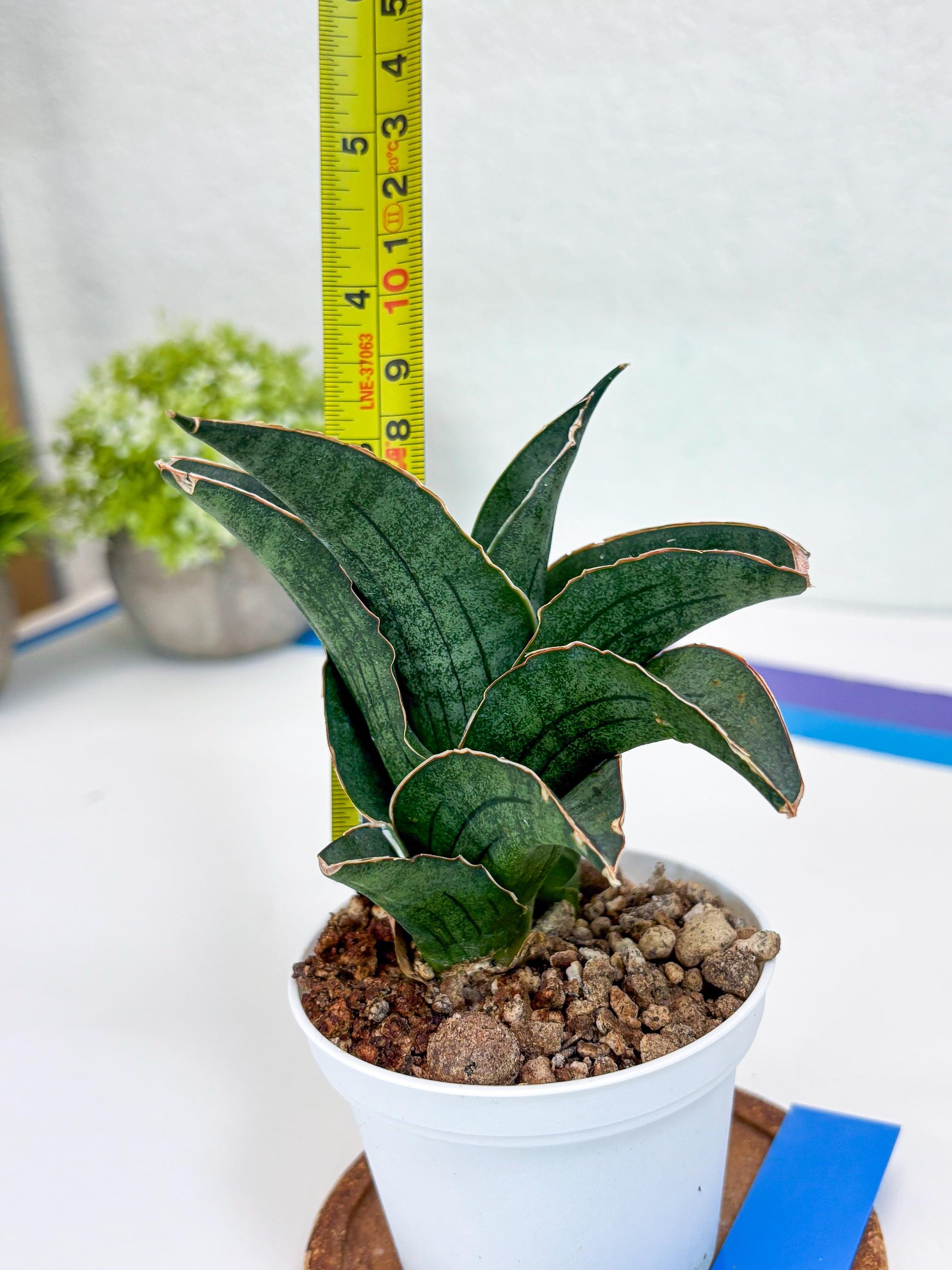 Sansevieria Ao77 (Ha25) (b) | Very Hard to Import