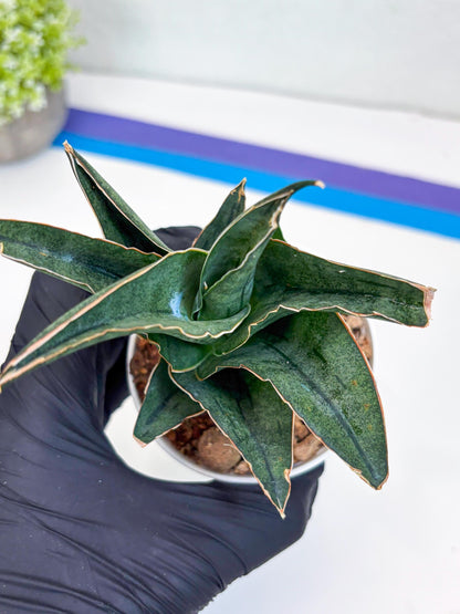 Sansevieria Ao77 (Ha25) (b) | Very Hard to Import