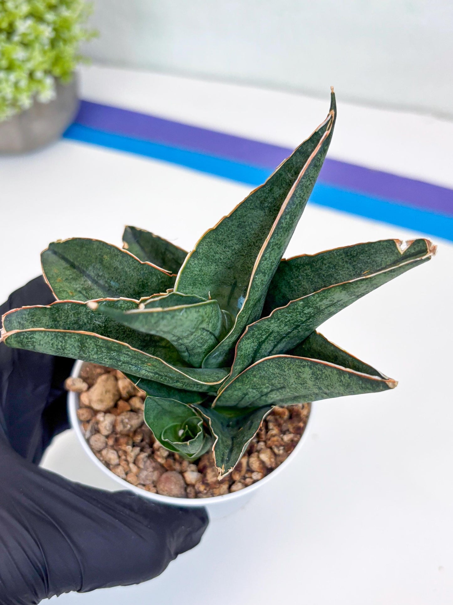 Sansevieria Ao77 (Ha25) (b) | Very Hard to Import