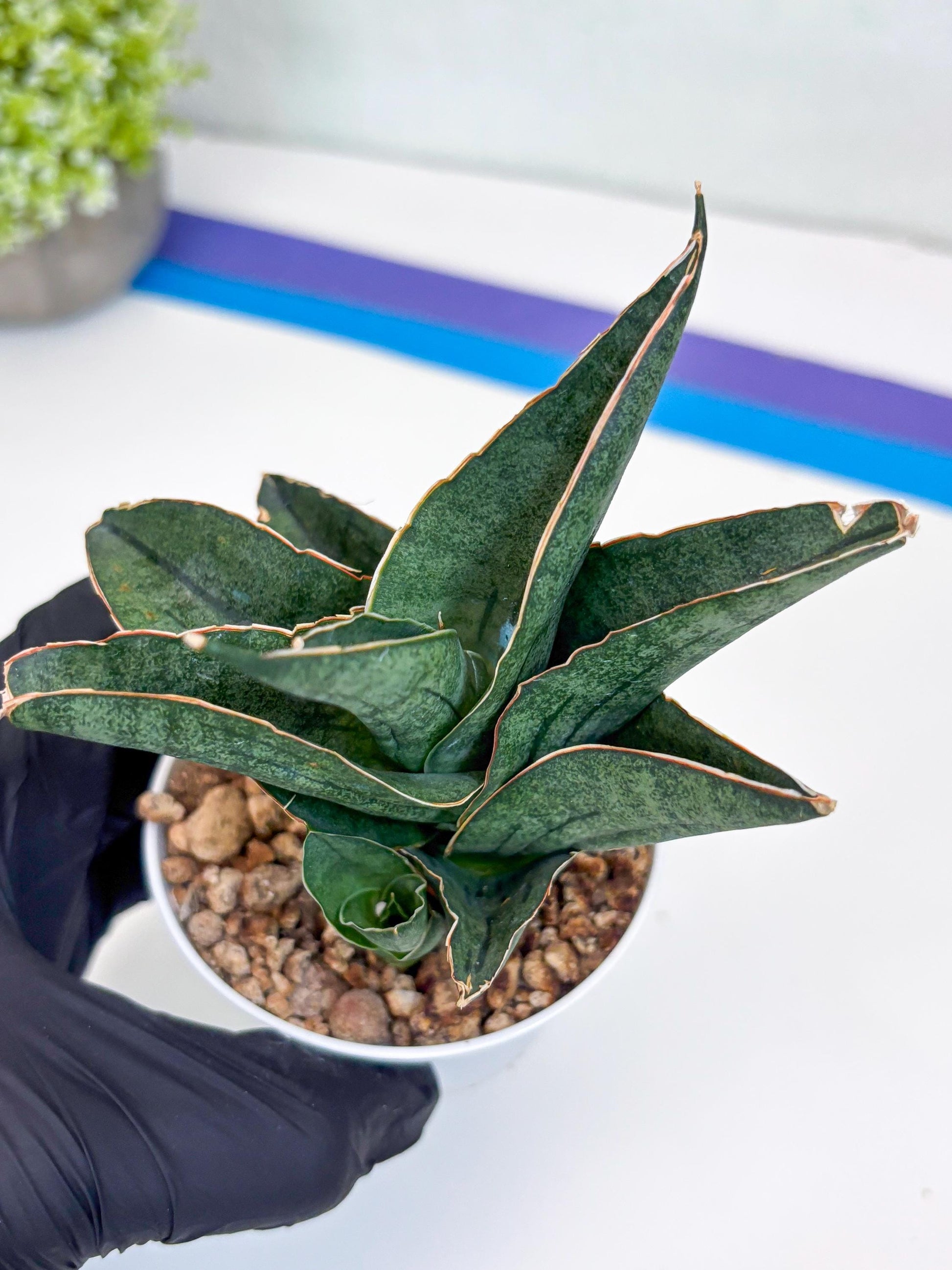 Sansevieria Ao77 (Ha25) (b) | Very Hard to Import