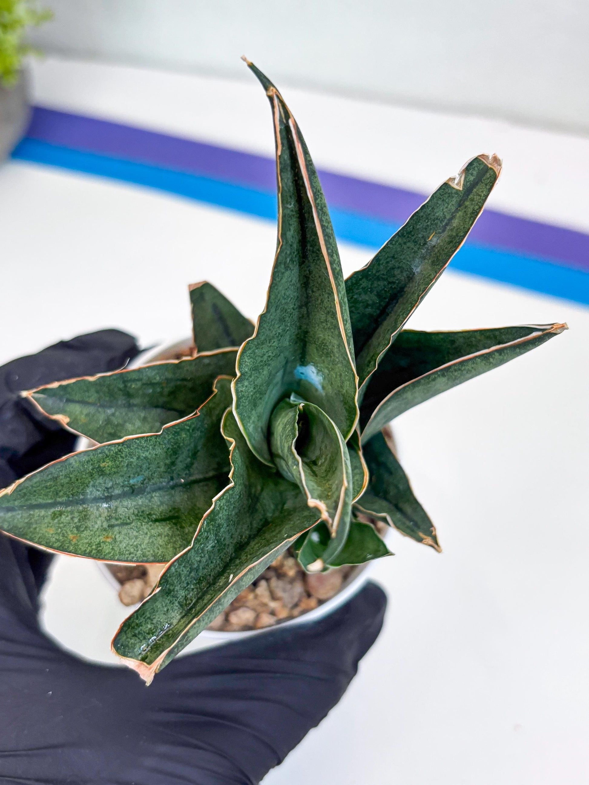 Sansevieria Ao77 (Ha25) (b) | Very Hard to Import