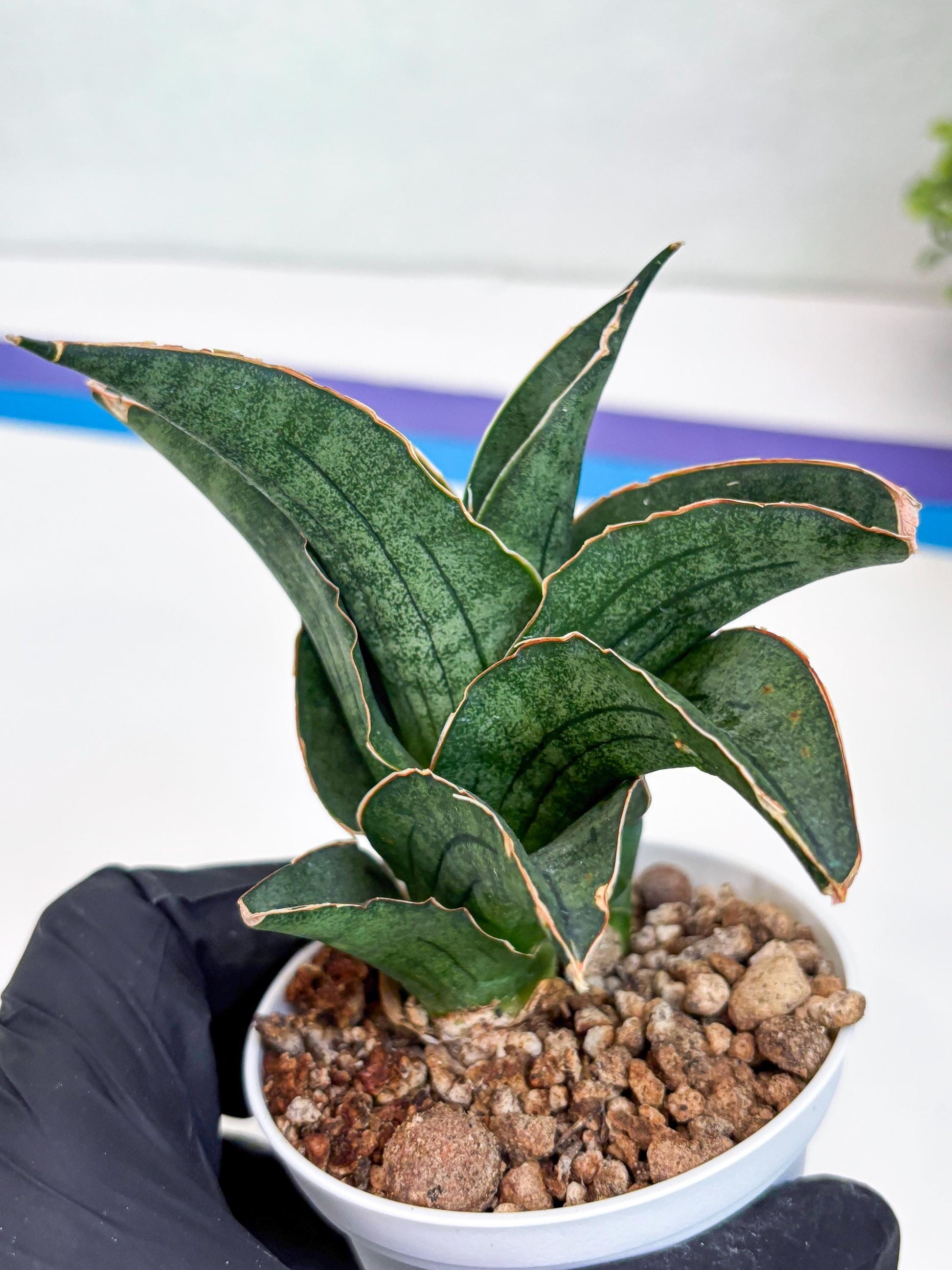 Sansevieria Ao77 (Ha25) (b) | Very Hard to Import