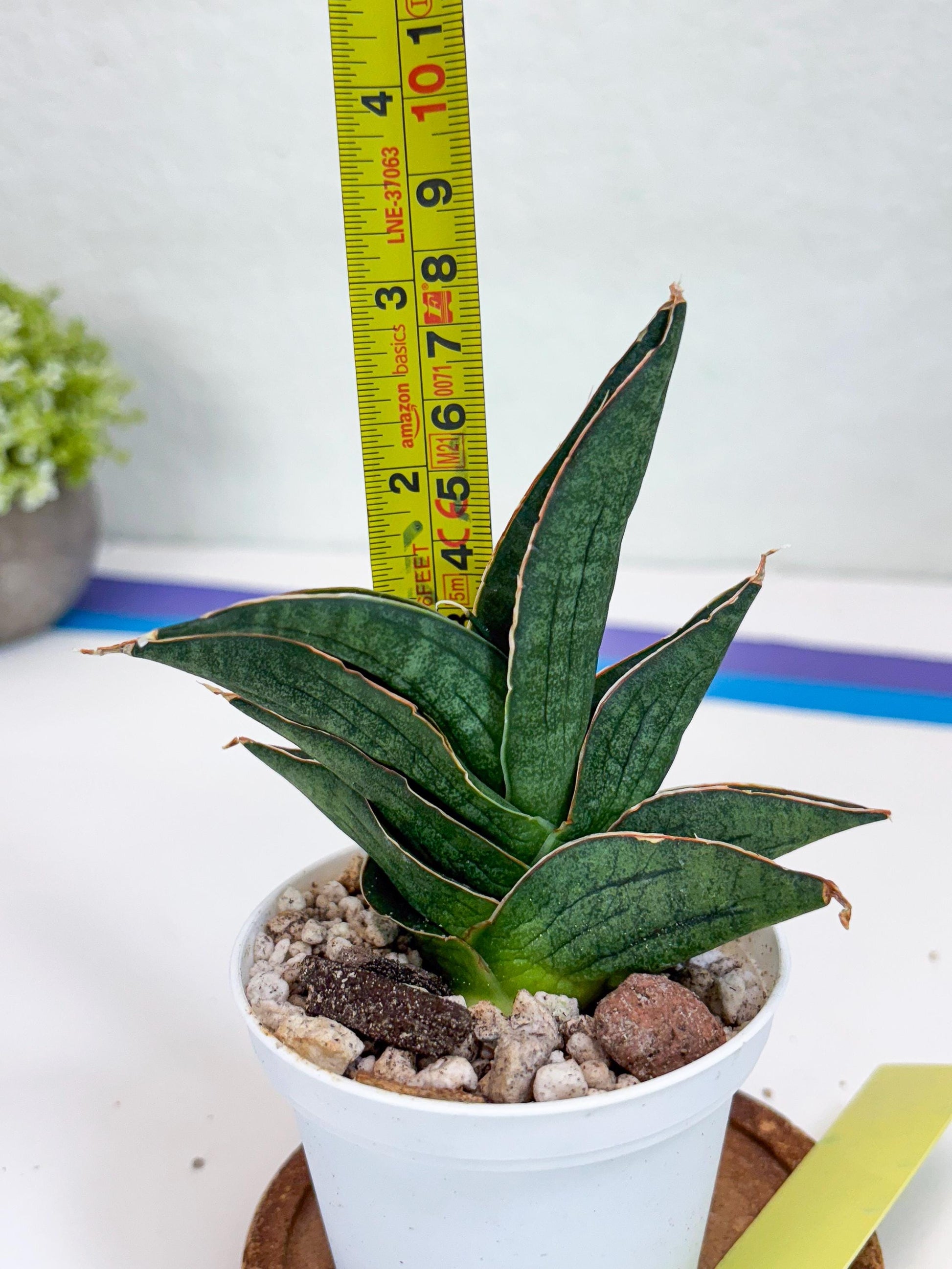 Sansevieria Ao77 (Ha25) (y) | Very Hard to Import