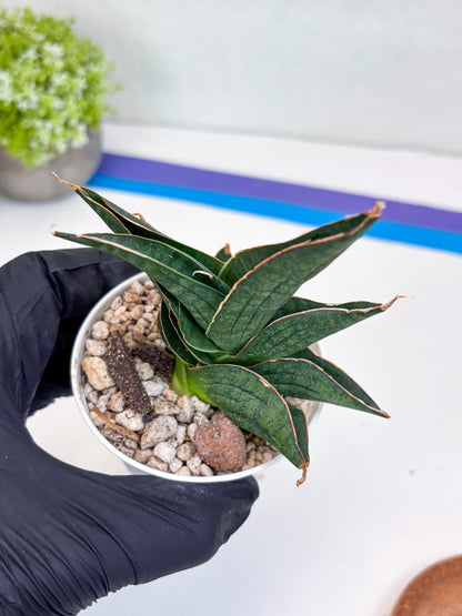 Sansevieria Ao77 (Ha25) (y) | Very Hard to Import