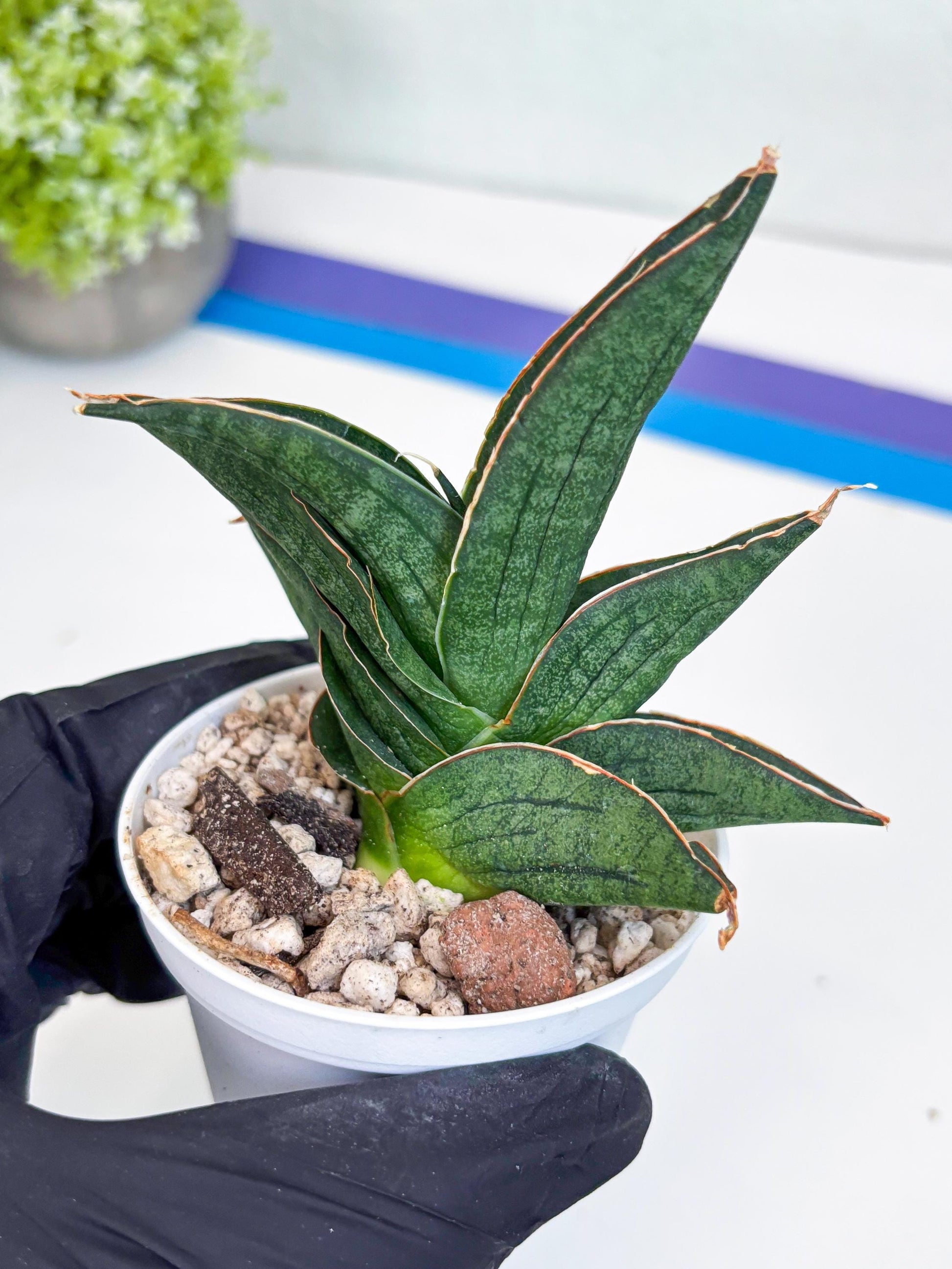 Sansevieria Ao77 (Ha25) (y) | Very Hard to Import