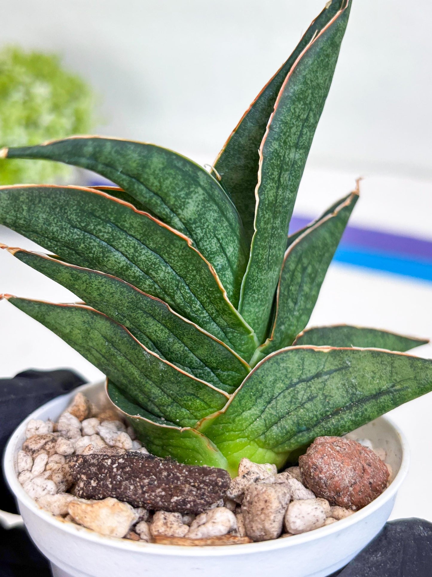 Sansevieria Ao77 (Ha25) (y) | Very Hard to Import