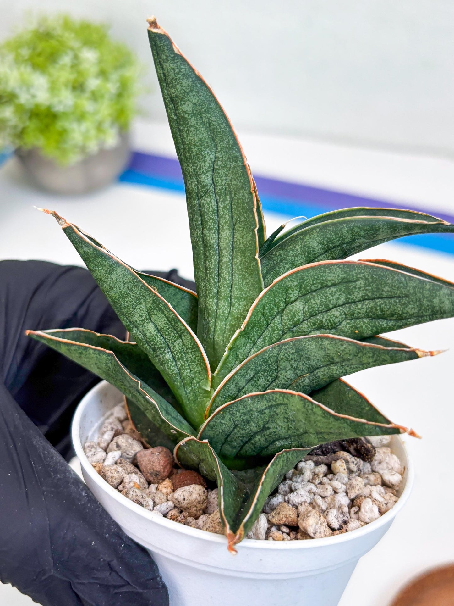 Sansevieria Ao77 (Ha25) (y) | Very Hard to Import