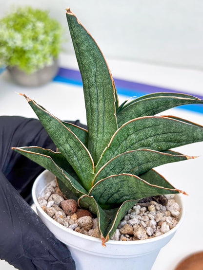 Sansevieria Ao77 (Ha25) (y) | Very Hard to Import