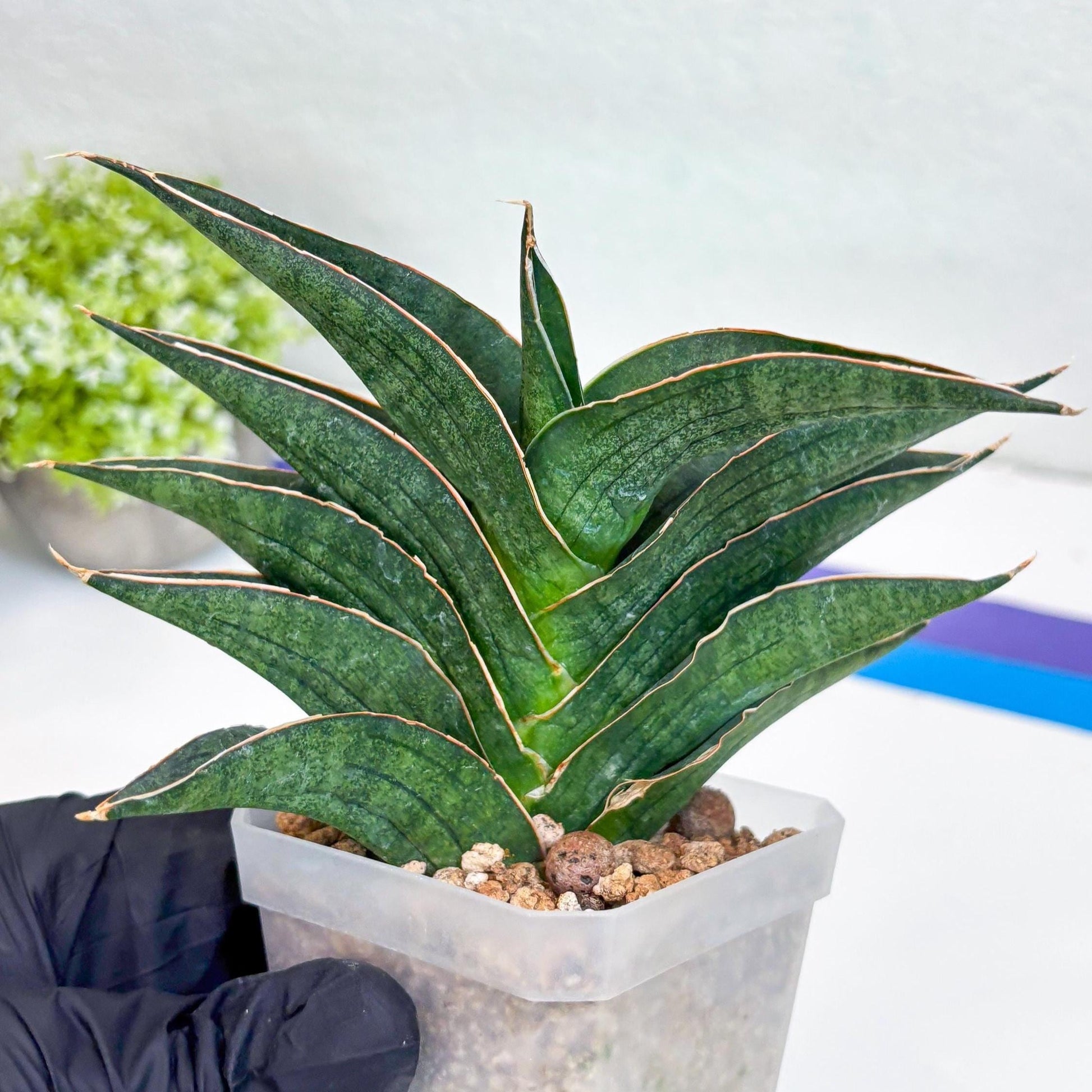 Sansevieria Hybrid Ao77 (H21) | Very Hard to Import