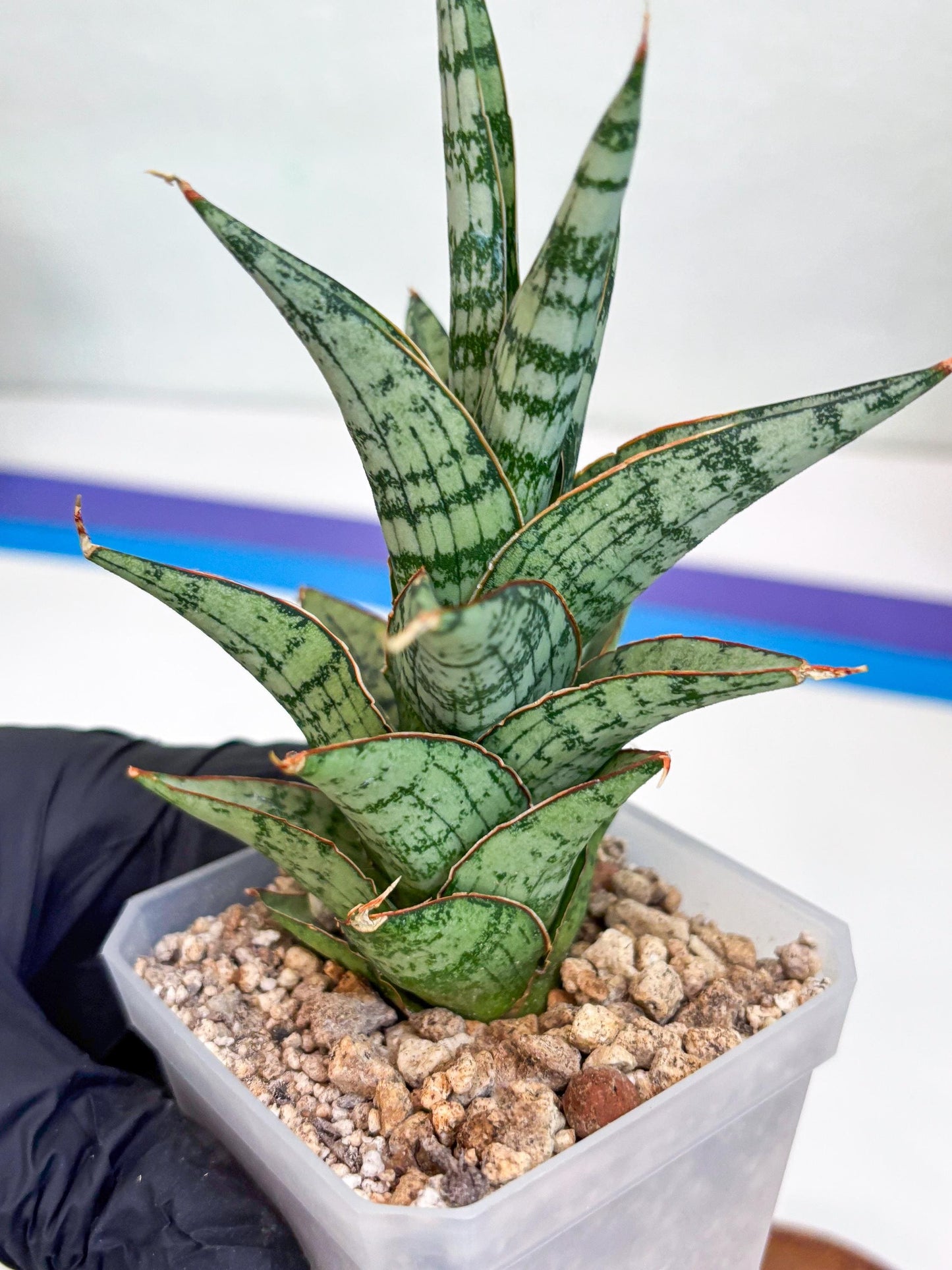 Sansevieria Riyad x spyder (H26) | Imported Plants | Rare Hybrid Species