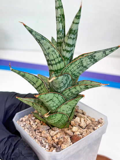 Sansevieria Riyad x spyder (H26) | Imported Plants | Rare Hybrid Species
