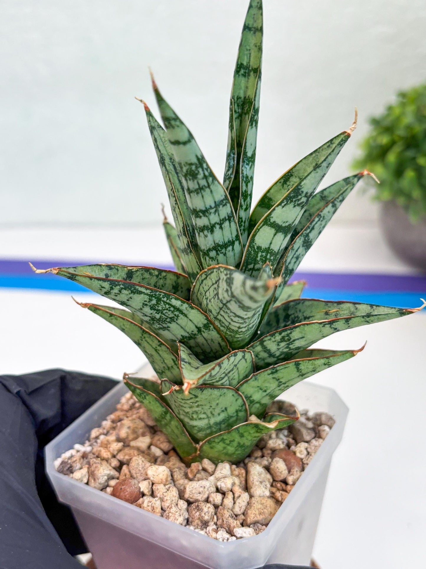 Sansevieria Riyad x spyder (H26) | Imported Plants | Rare Hybrid Species