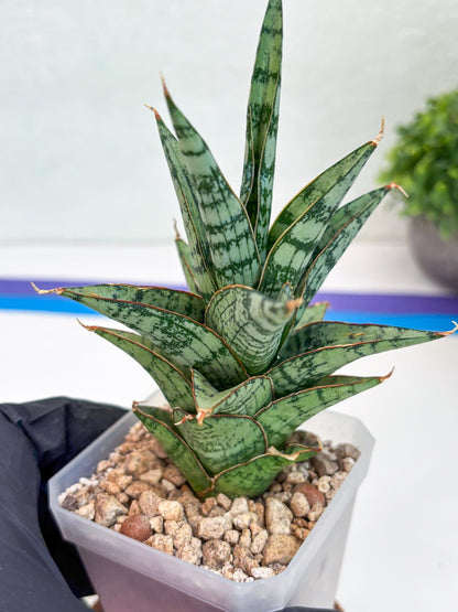Sansevieria Riyad x spyder (H26) | Imported Plants | Rare Hybrid Species