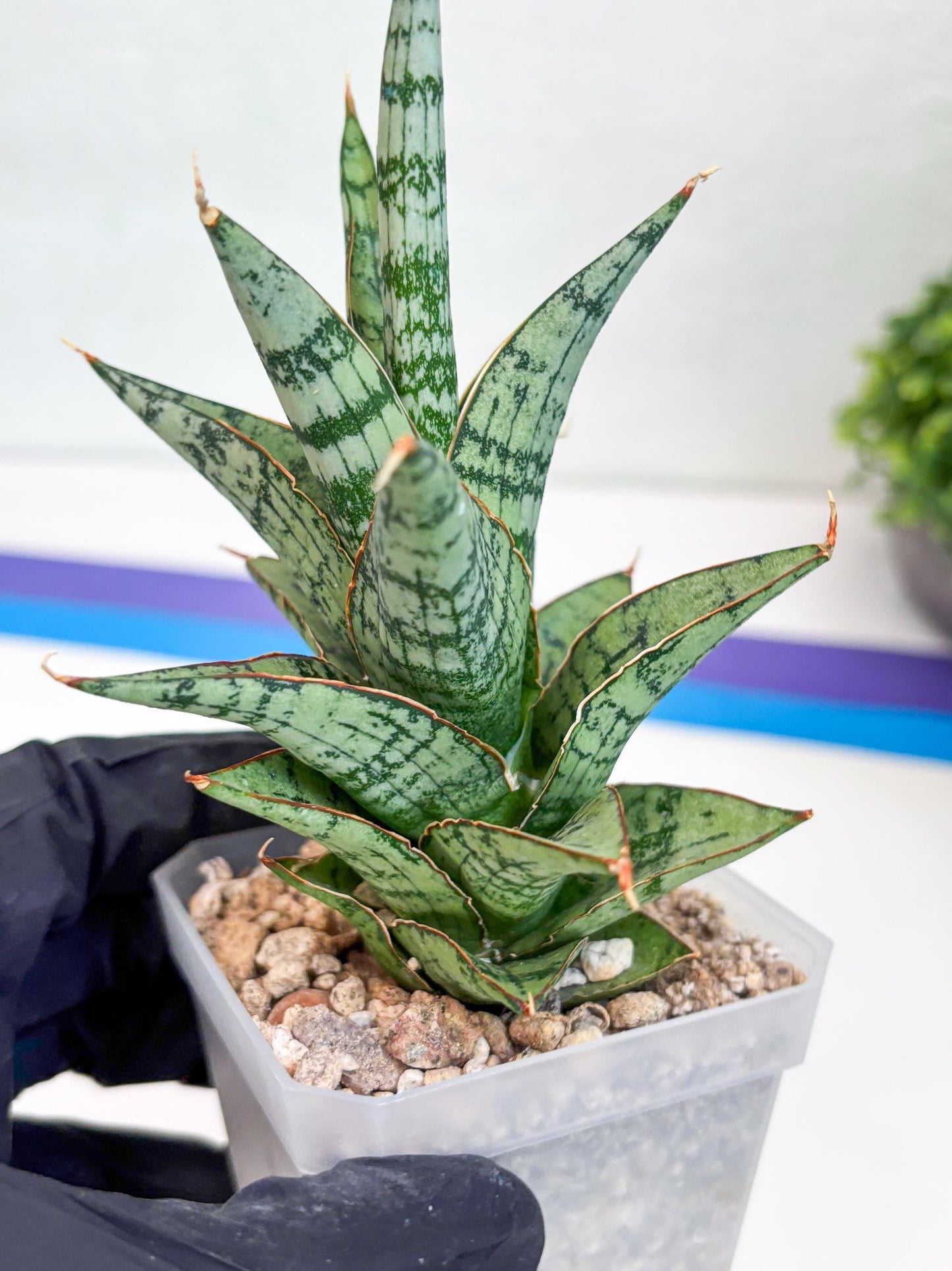 Sansevieria Riyad x spyder (H26) | Imported Plants | Rare Hybrid Species