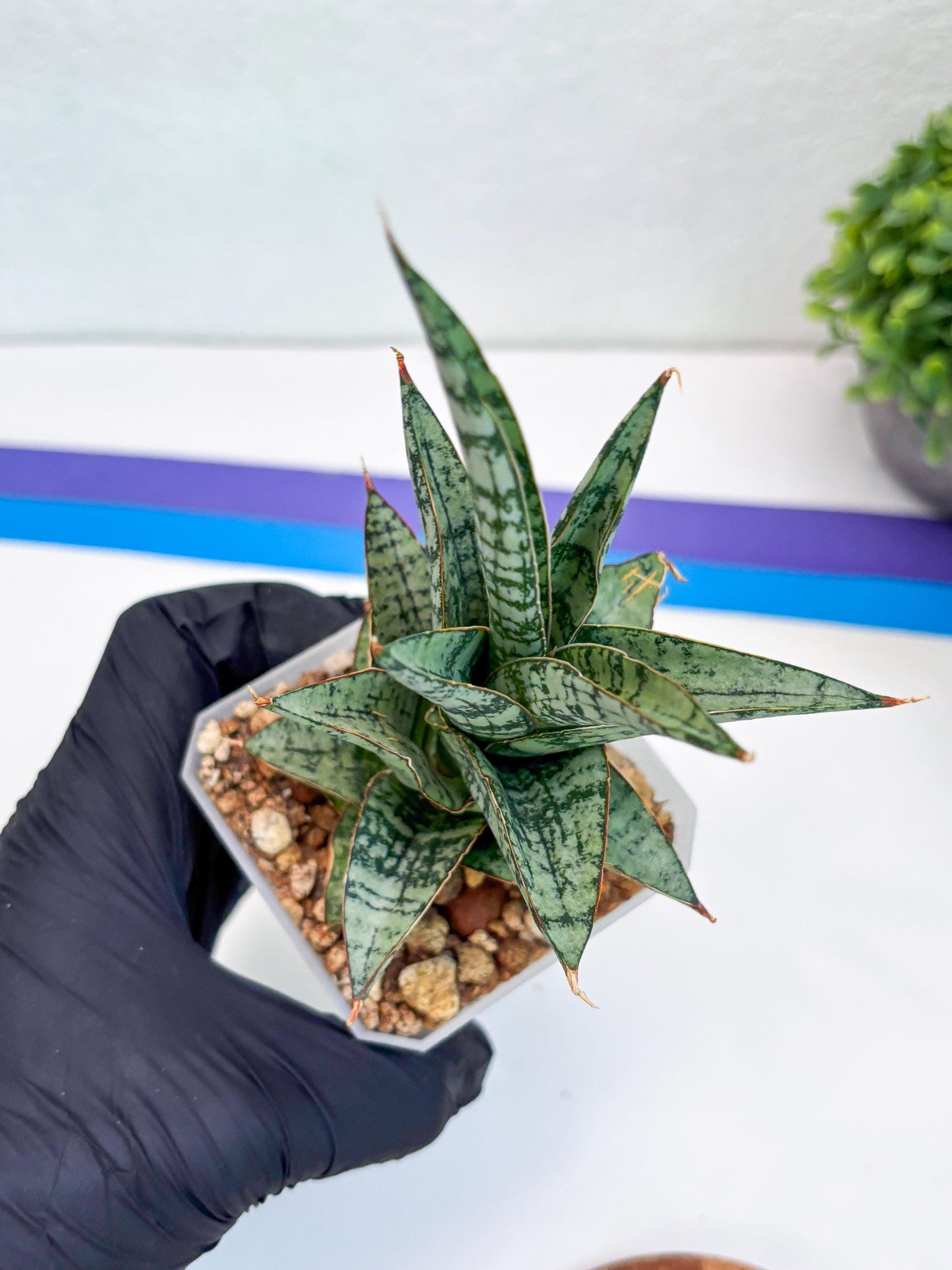 Sansevieria Riyad x spyder (Ha26) (y) | Rare Hybrid Species