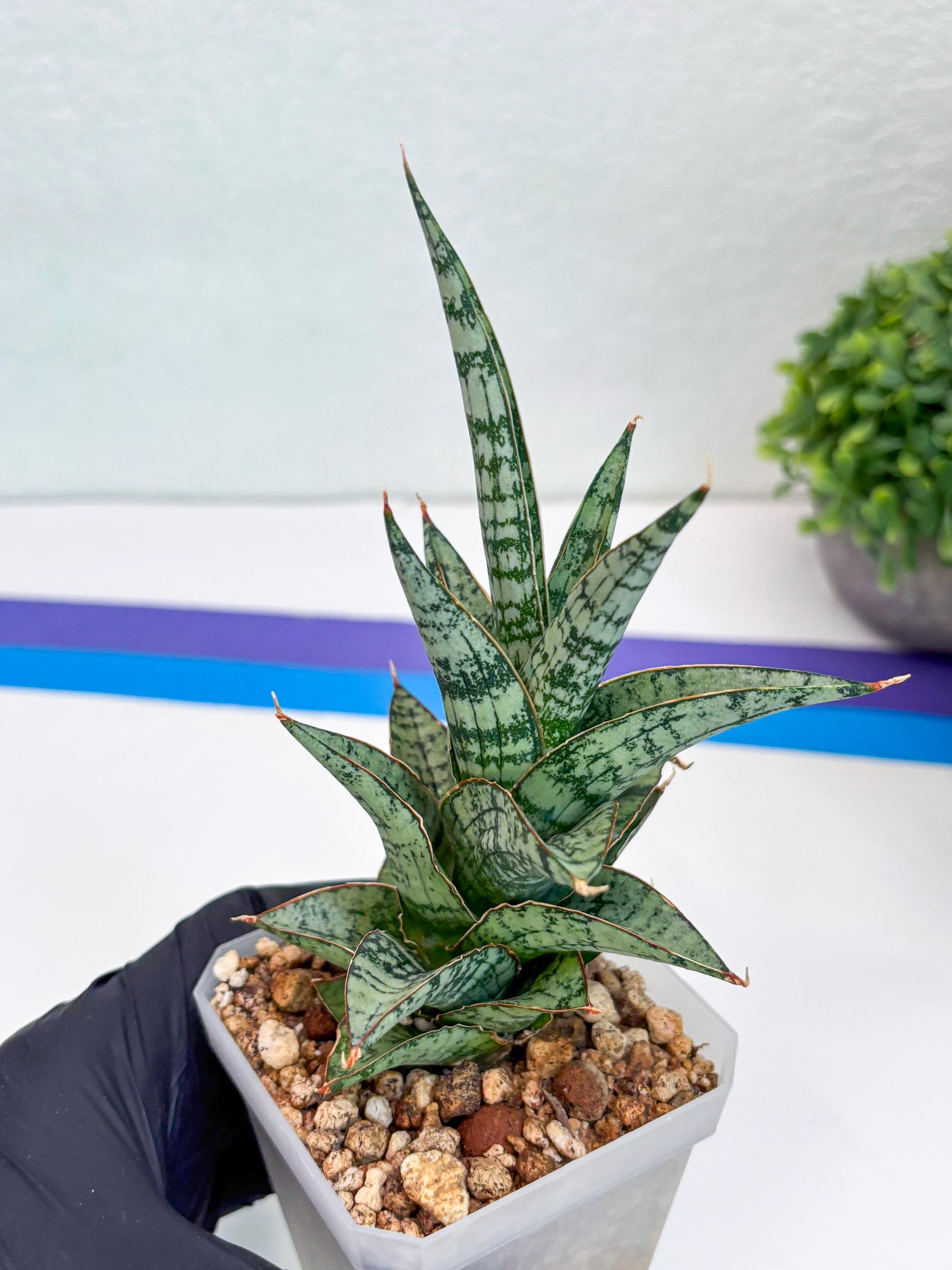 Sansevieria Riyad x spyder (Ha26) (y) | Rare Hybrid Species