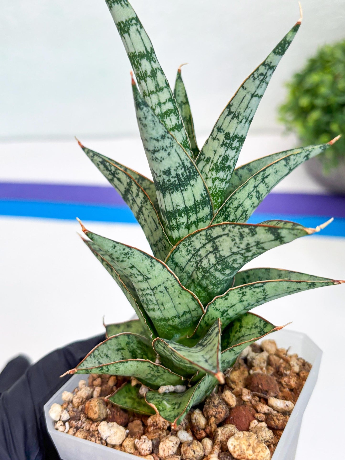 Sansevieria Riyad x spyder (Ha26) (y) | Rare Hybrid Species