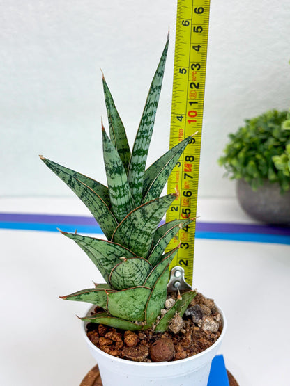 Sansevieria Riyad x spyder (Ha26) (b) | Rare Hybrid Species