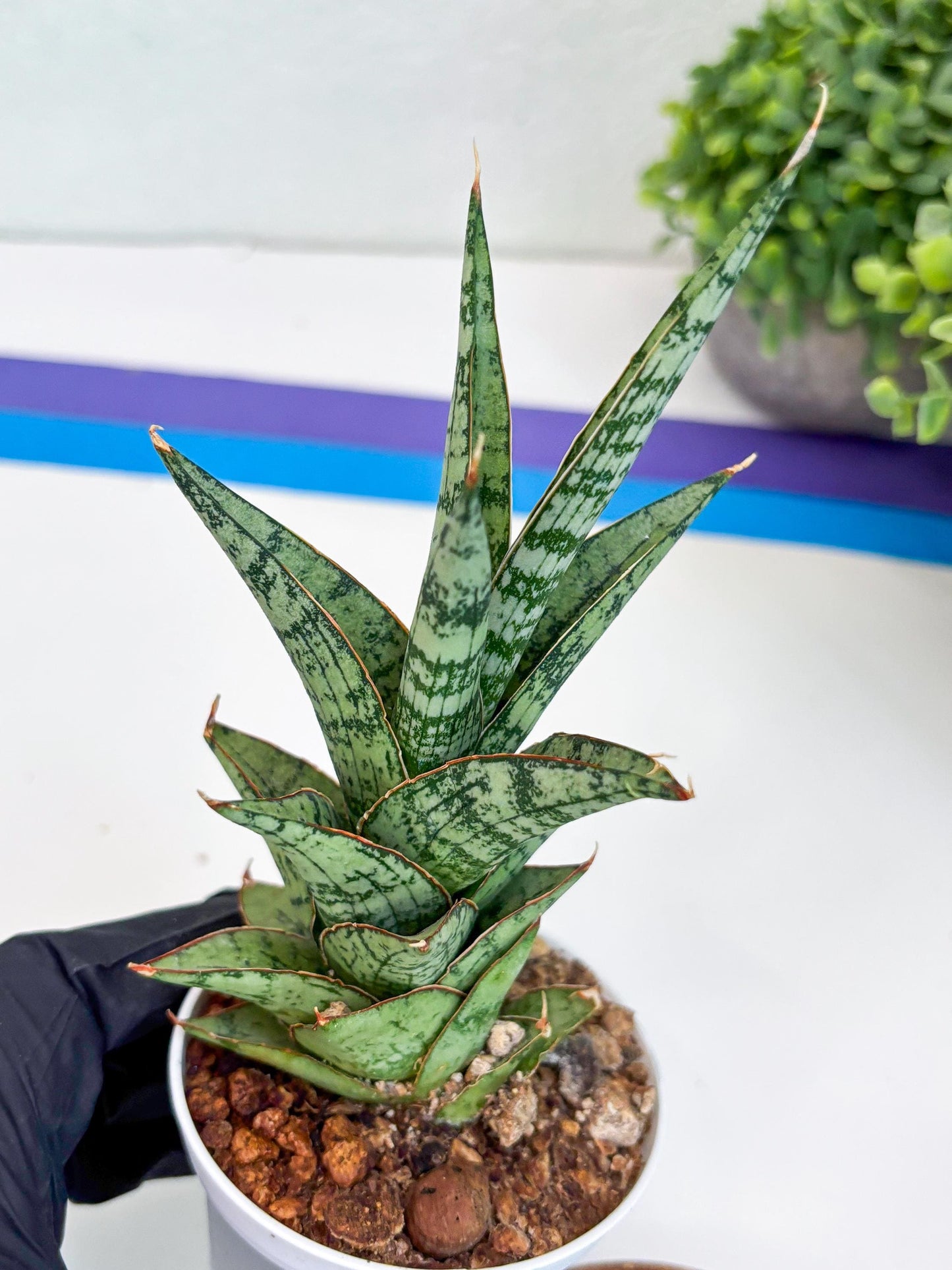 Sansevieria Riyad x spyder (Ha26) (b) | Rare Hybrid Species